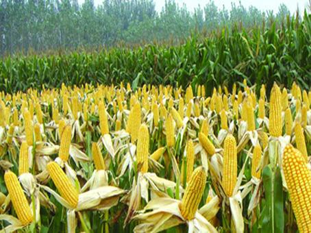 玉米高产栽培技术和施肥知识