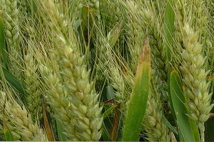 冬小麦需肥规律、施肥技术、田间管理及病虫害防治技术